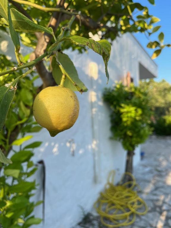 Casa Giuliveto - Charmantes Ferienhaus Mit Privatpool In Olivenhain Ostuni Esterno foto